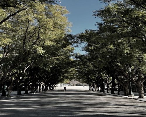 A green leafy public urban avenue in Mexico with beautiful shadows showing peaceful morning environment